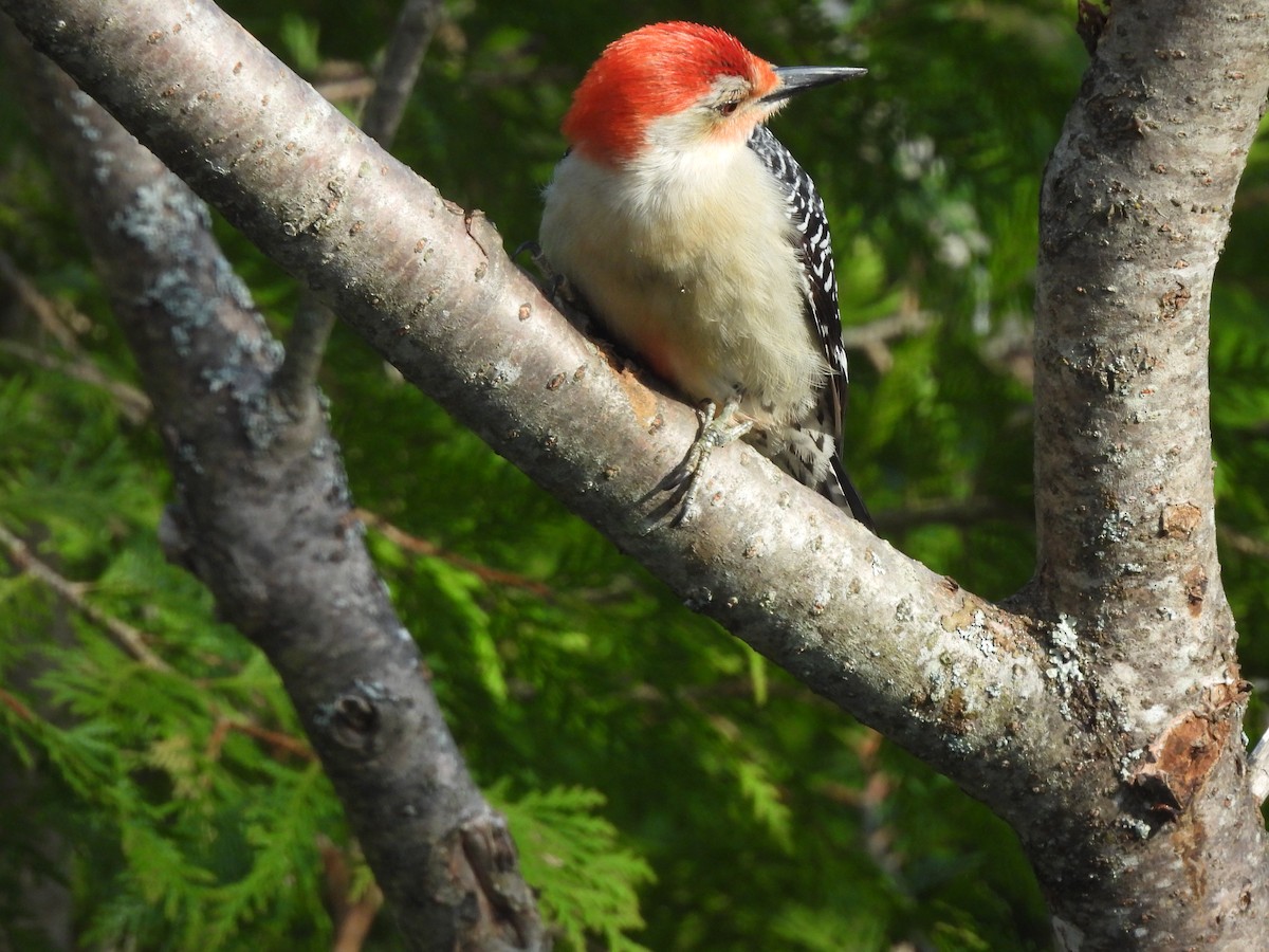 Red-bellied Woodpecker - ML619077693