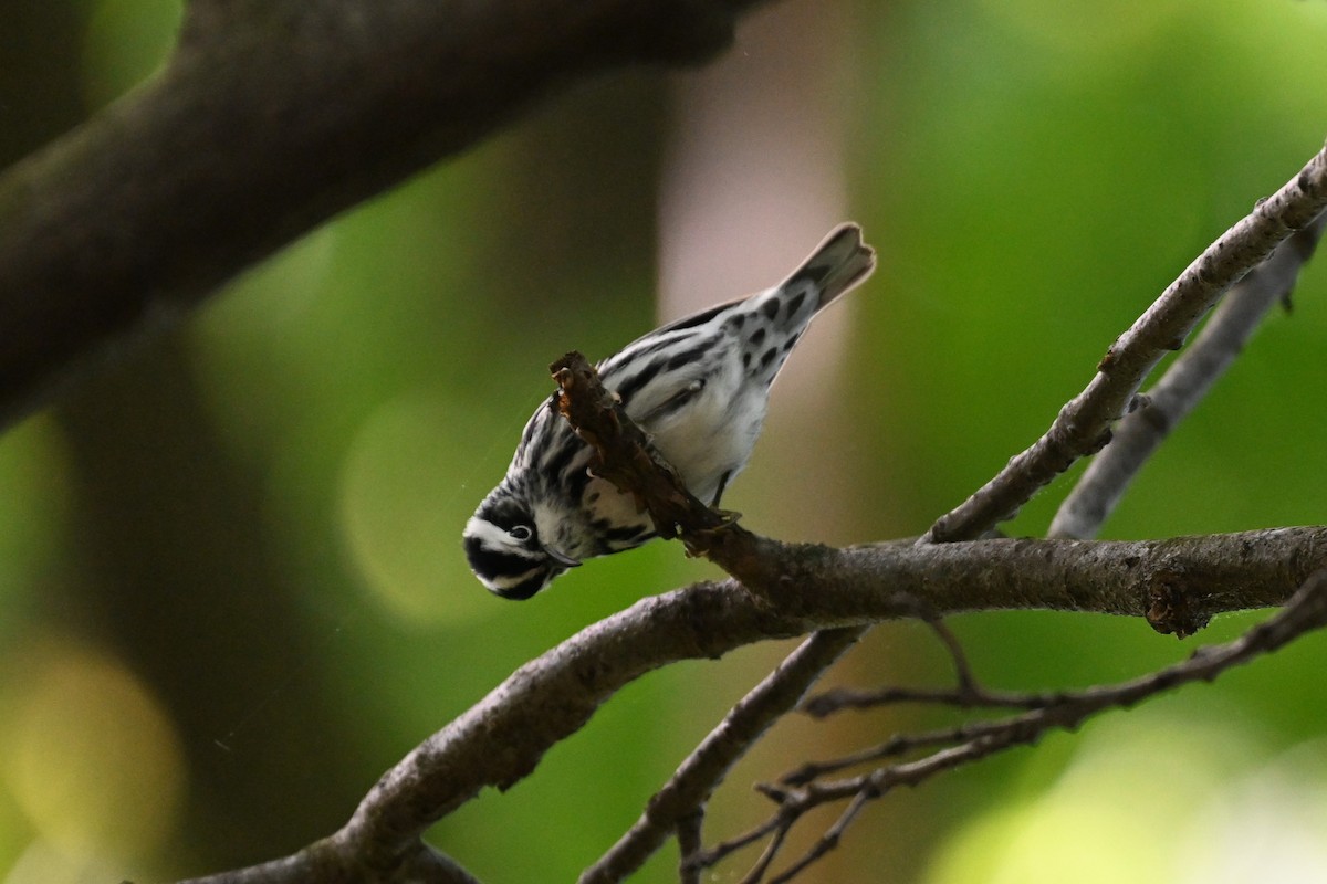 Black-and-white Warbler - ML619077701