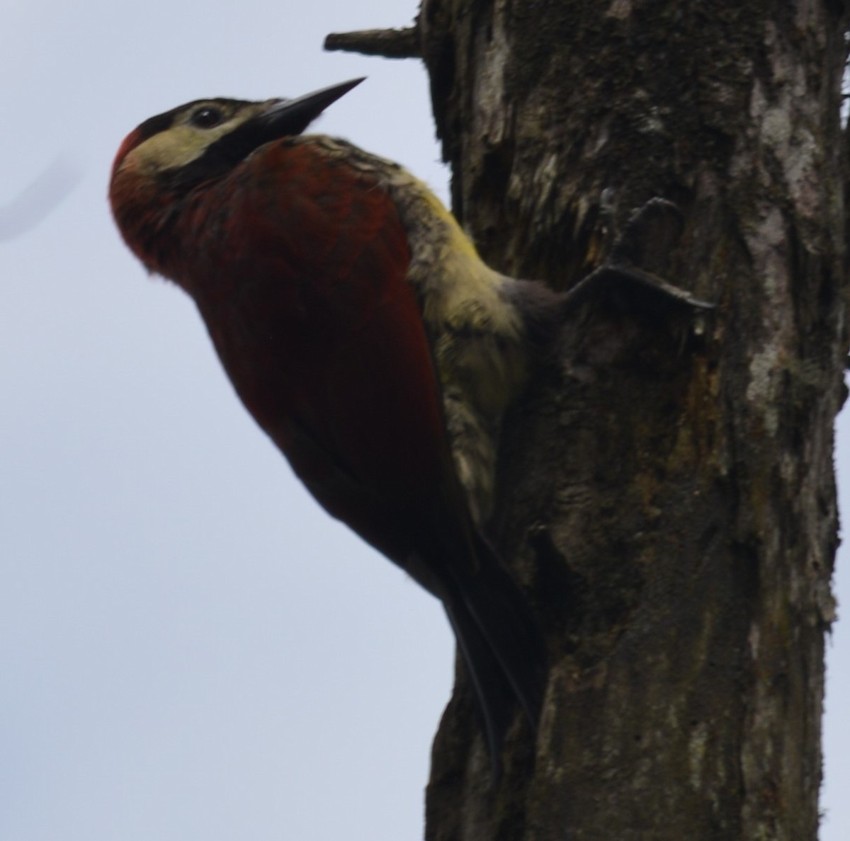 Crimson-mantled Woodpecker - ML619077711