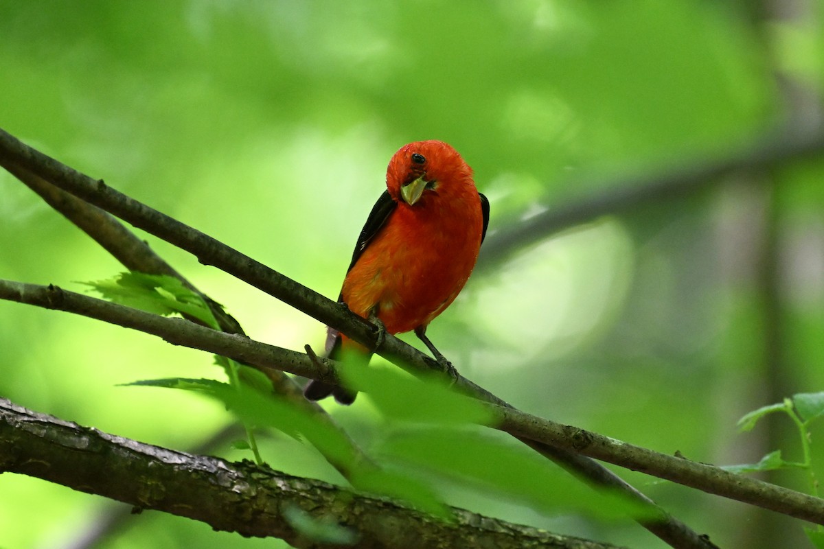 Scarlet Tanager - ML619077757