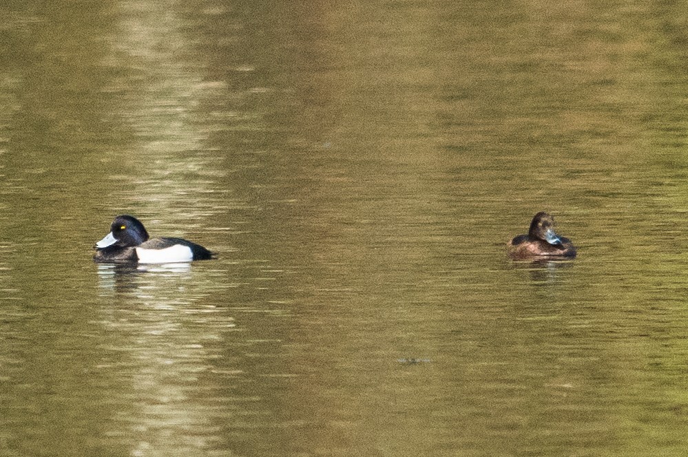 Tufted Duck - ML619077767