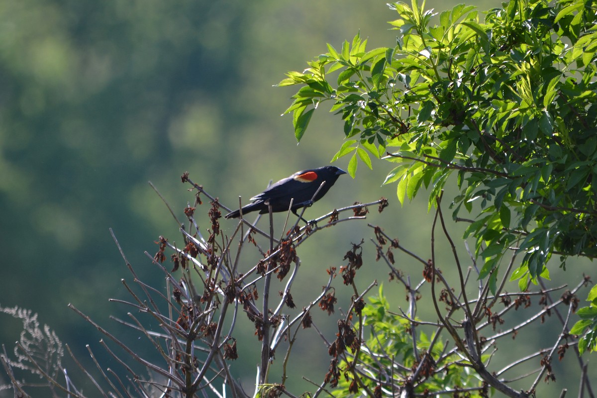 Red-winged Blackbird - ML619077802