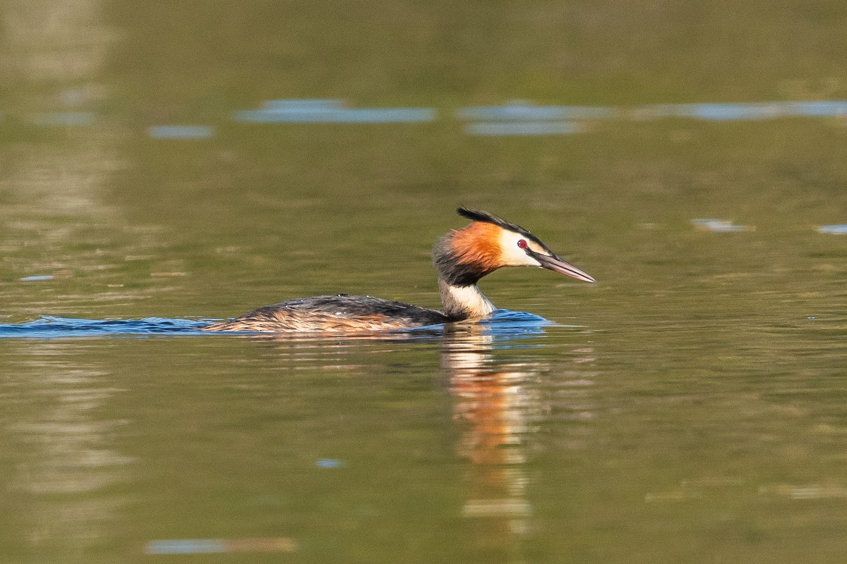 Great Crested Grebe - ML619077838