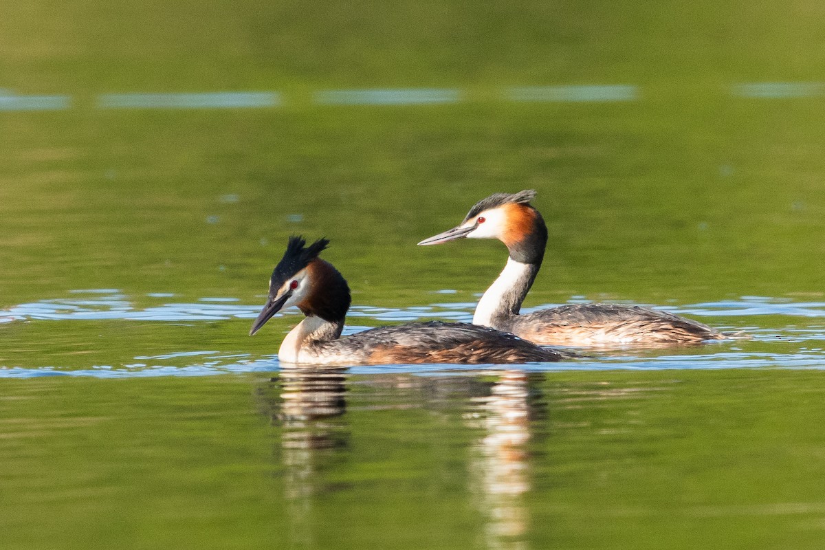 Great Crested Grebe - ML619077839