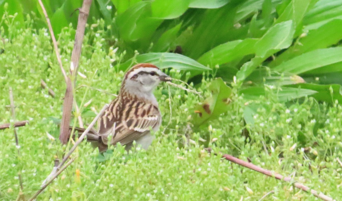 Chipping Sparrow - ML619077842