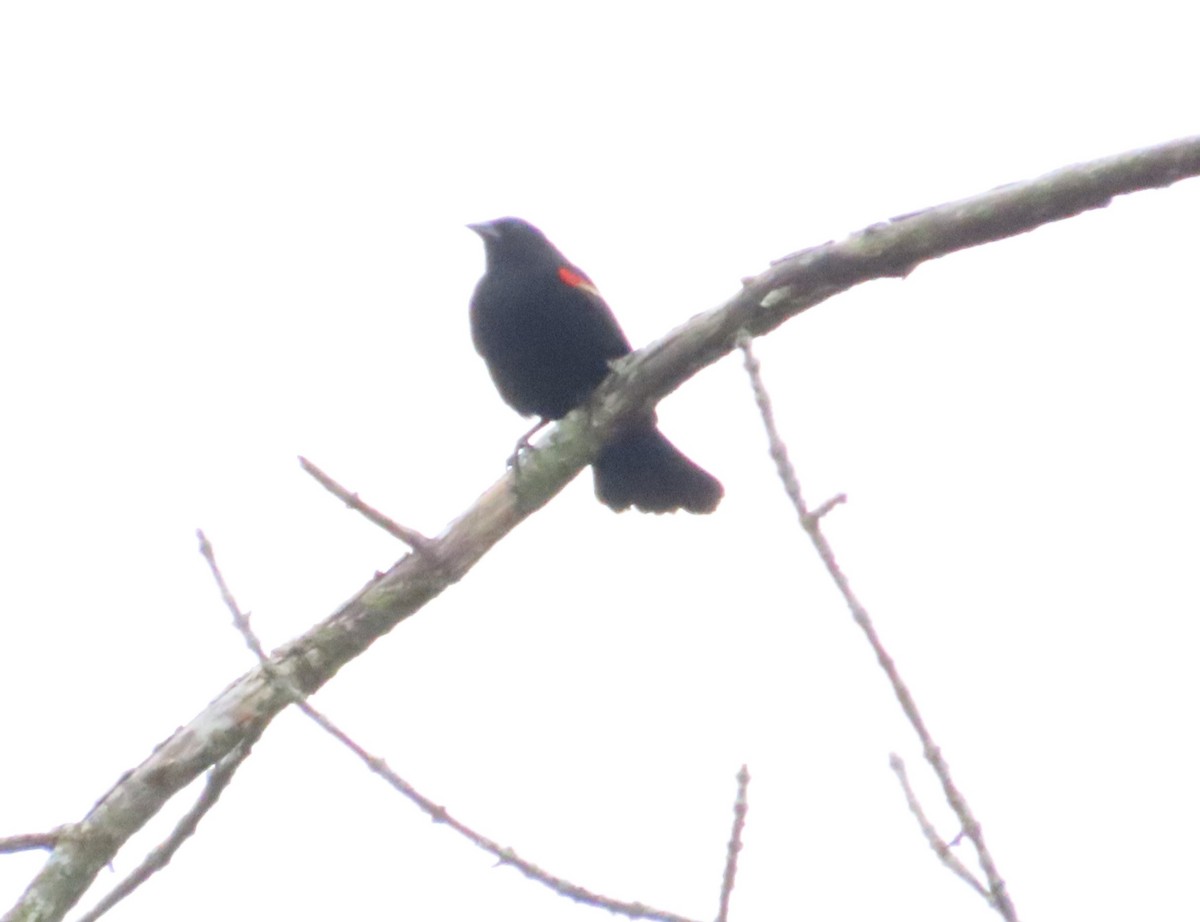 Red-winged Blackbird - ML619077871