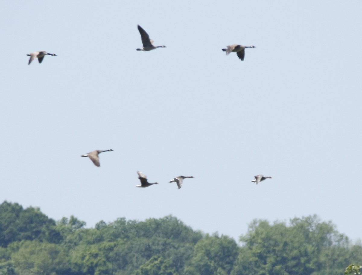 Greater White-fronted Goose - ML619077911