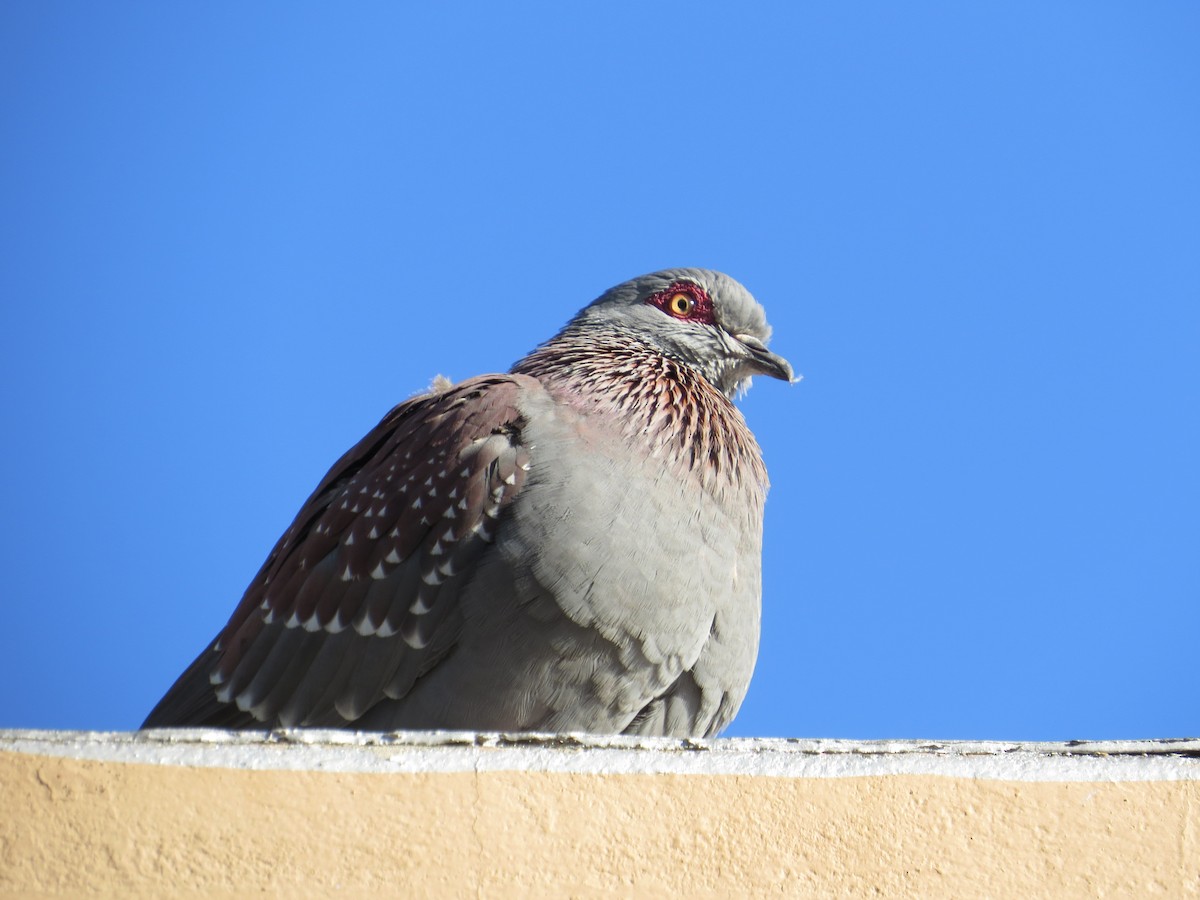 Speckled Pigeon - ML619078010