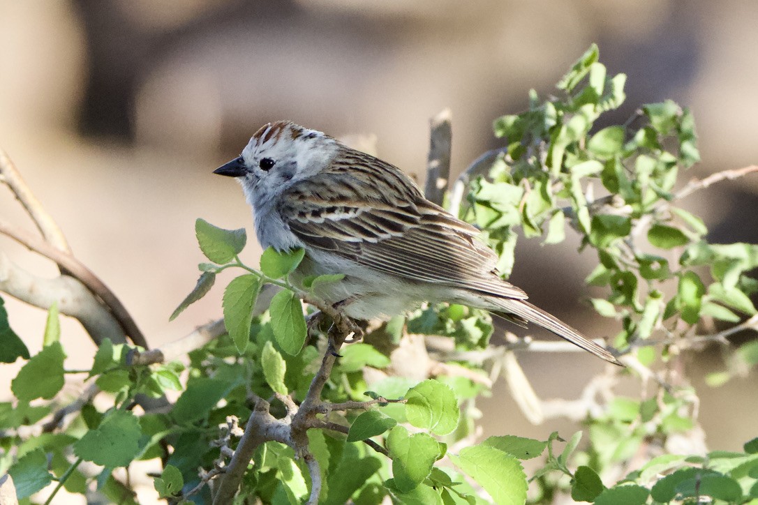Chipping Sparrow - ML619078017