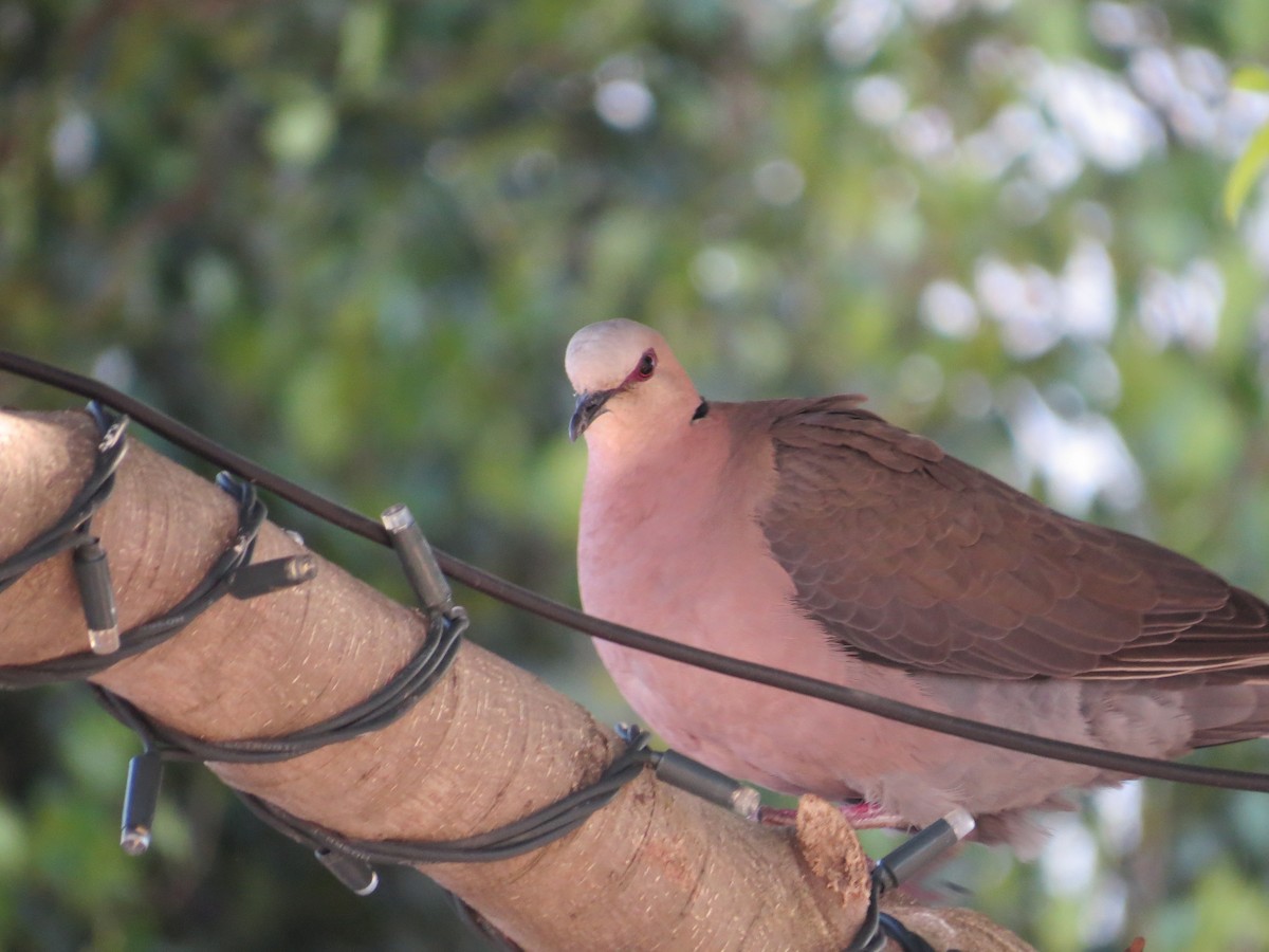 Red-eyed Dove - ML619078025