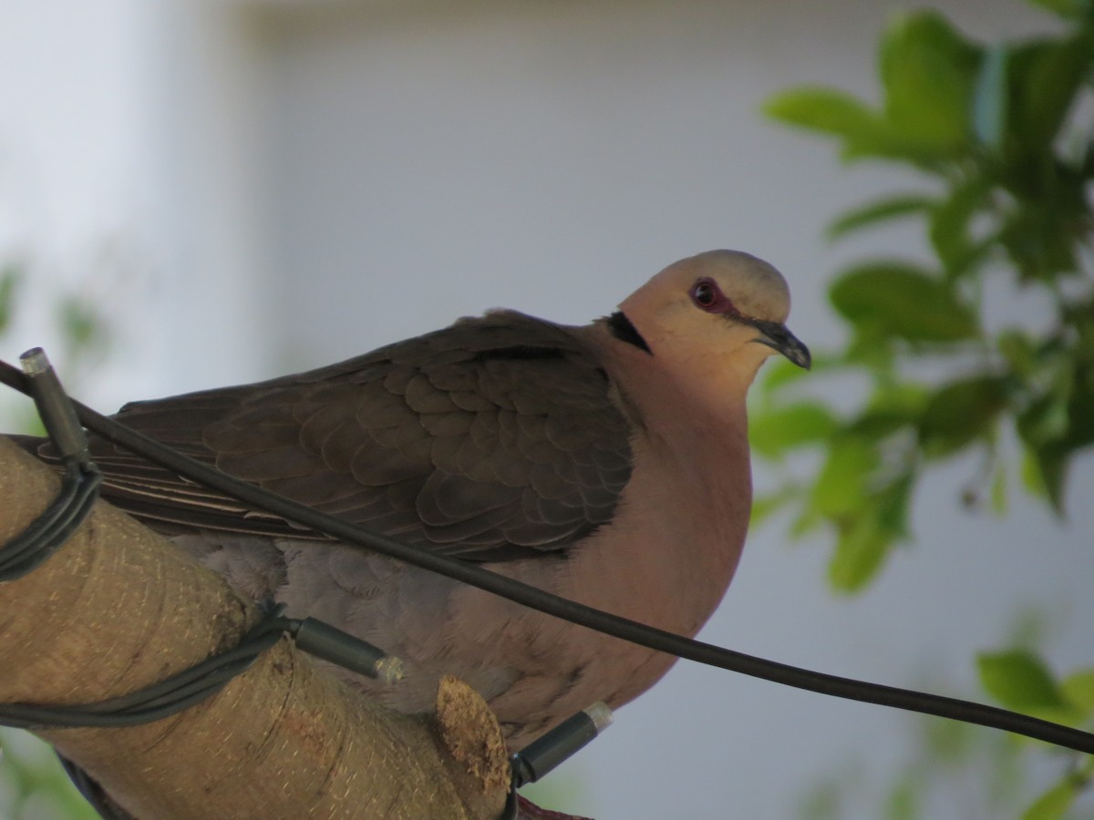 Red-eyed Dove - ML619078033