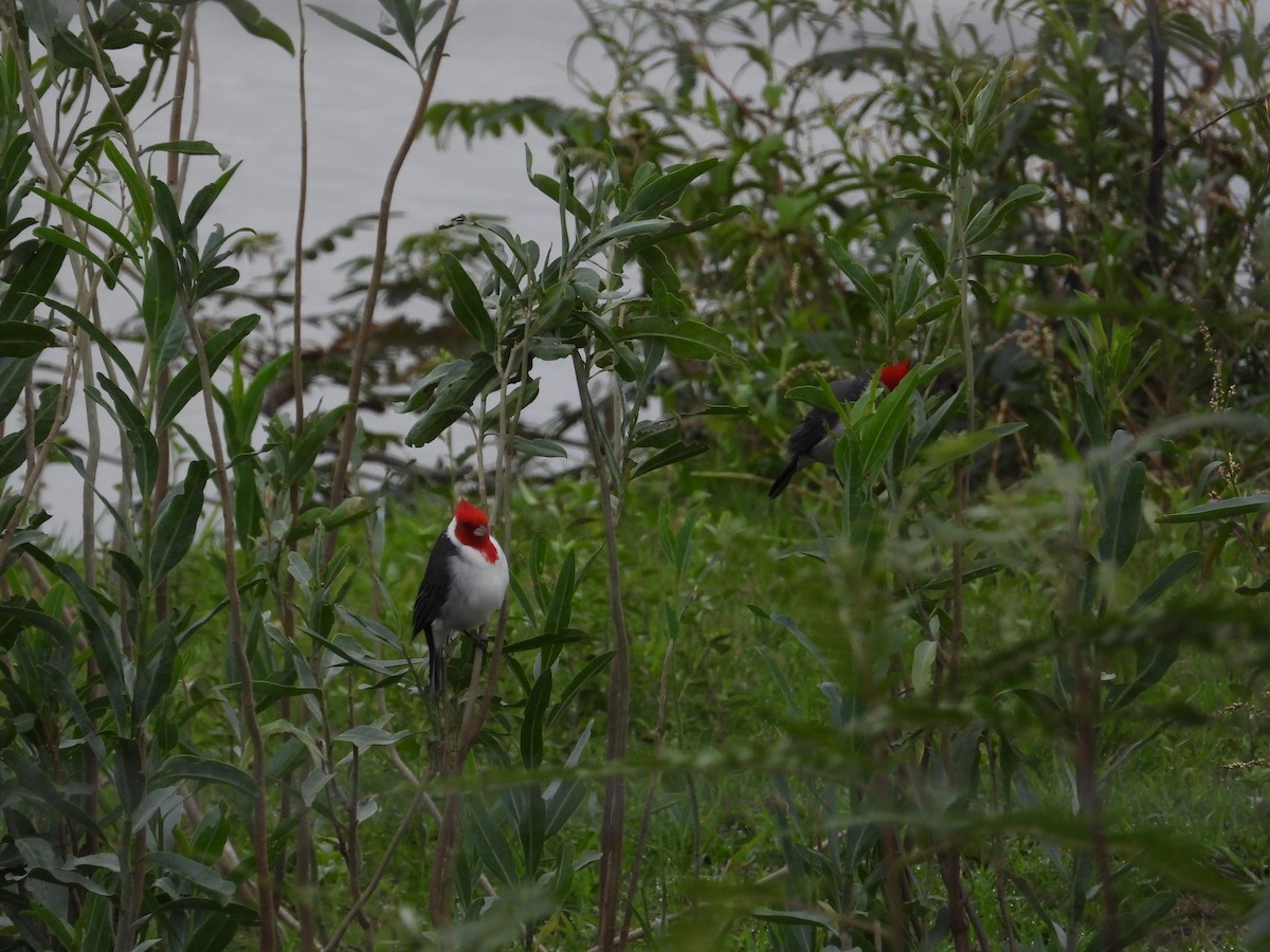 Red-crested Cardinal - ML619078035
