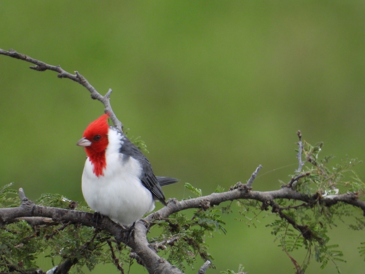 Red-crested Cardinal - ML619078036