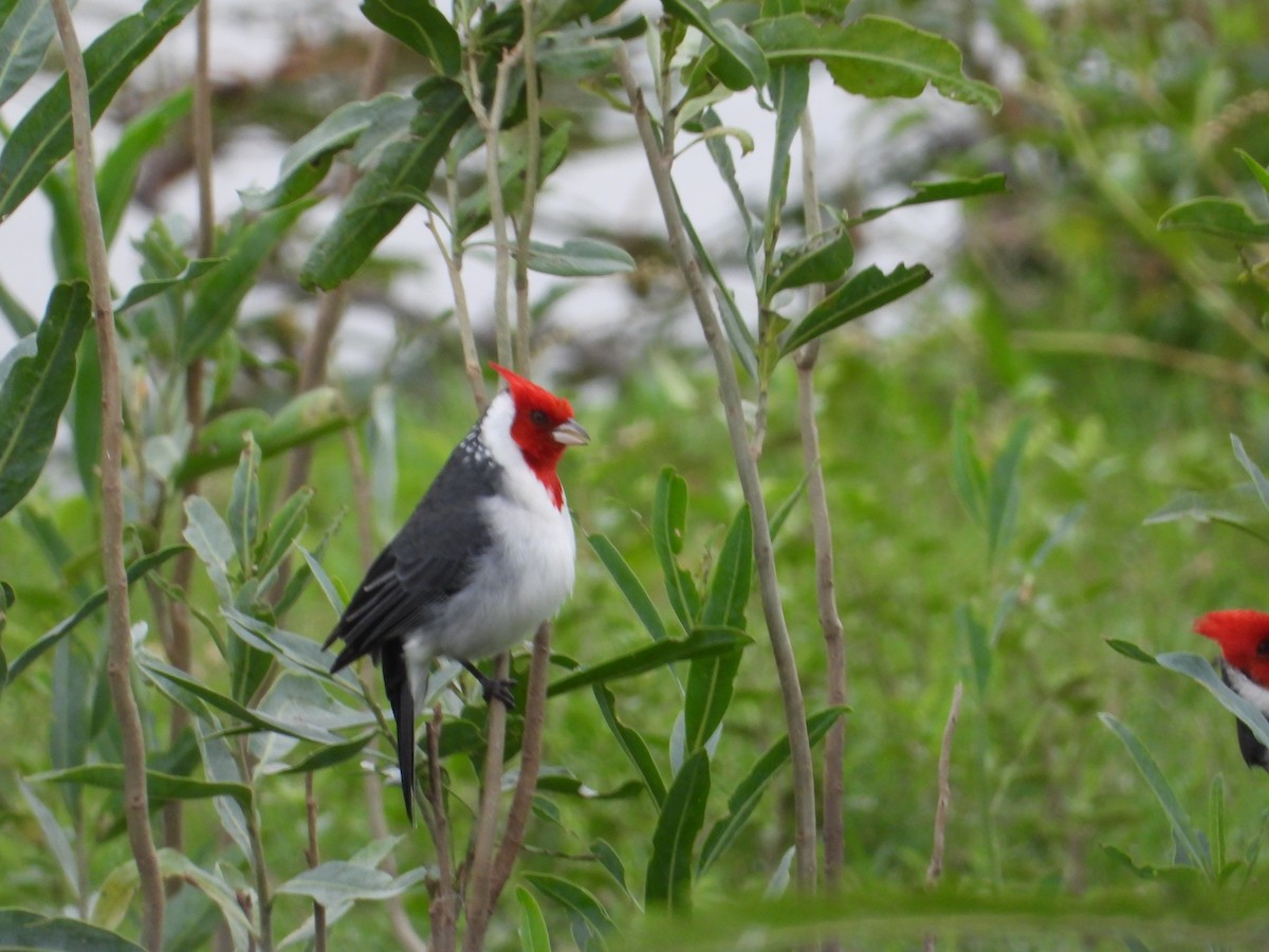 Red-crested Cardinal - ML619078037