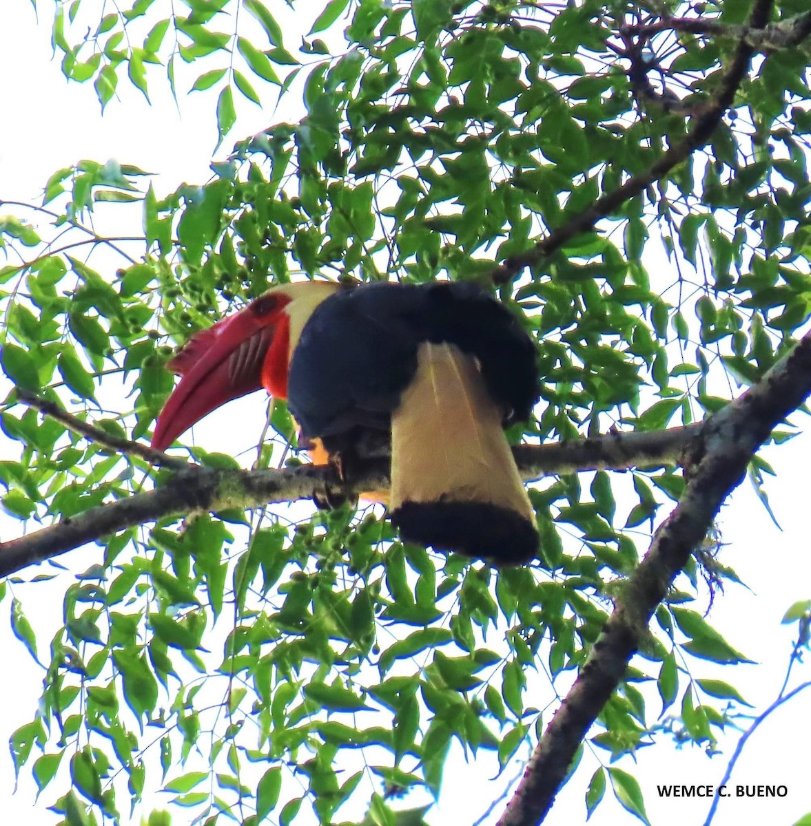 Writhed Hornbill - ML619078195