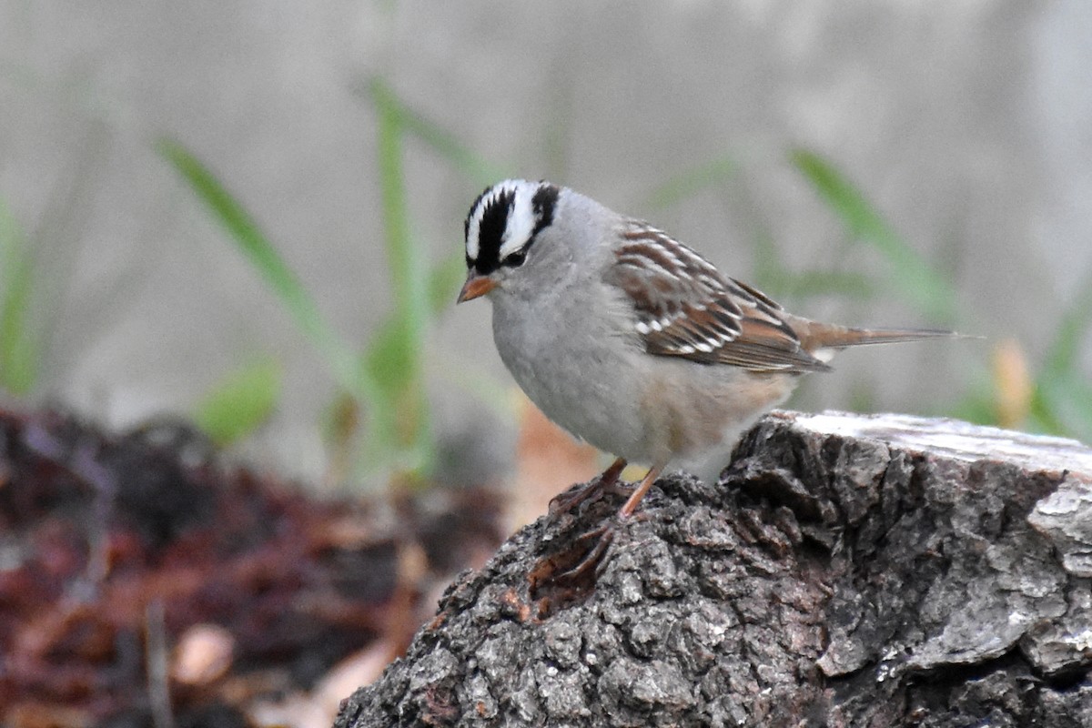 White-crowned Sparrow - ML619078199