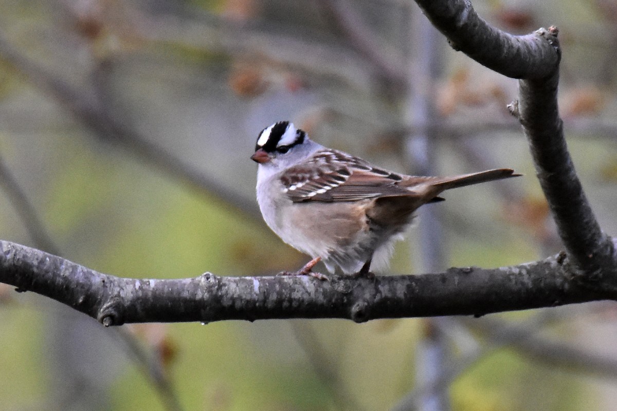 White-crowned Sparrow - ML619078200