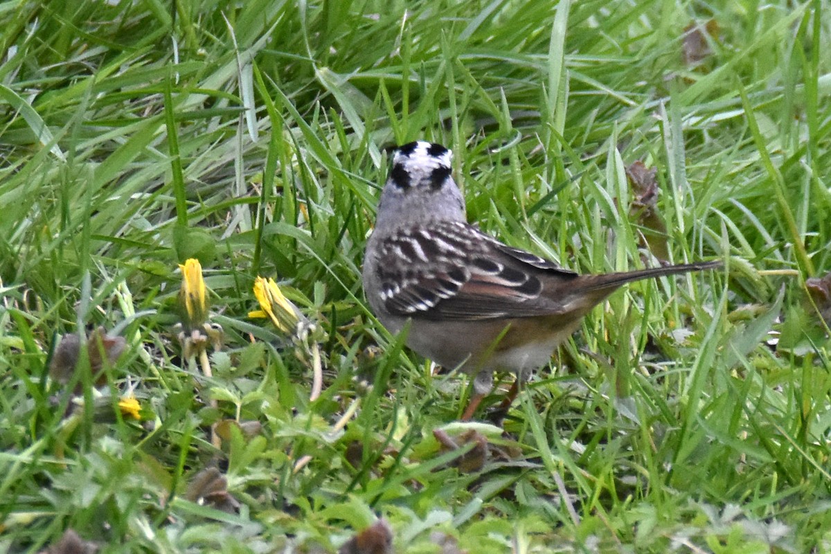 White-crowned Sparrow - ML619078201