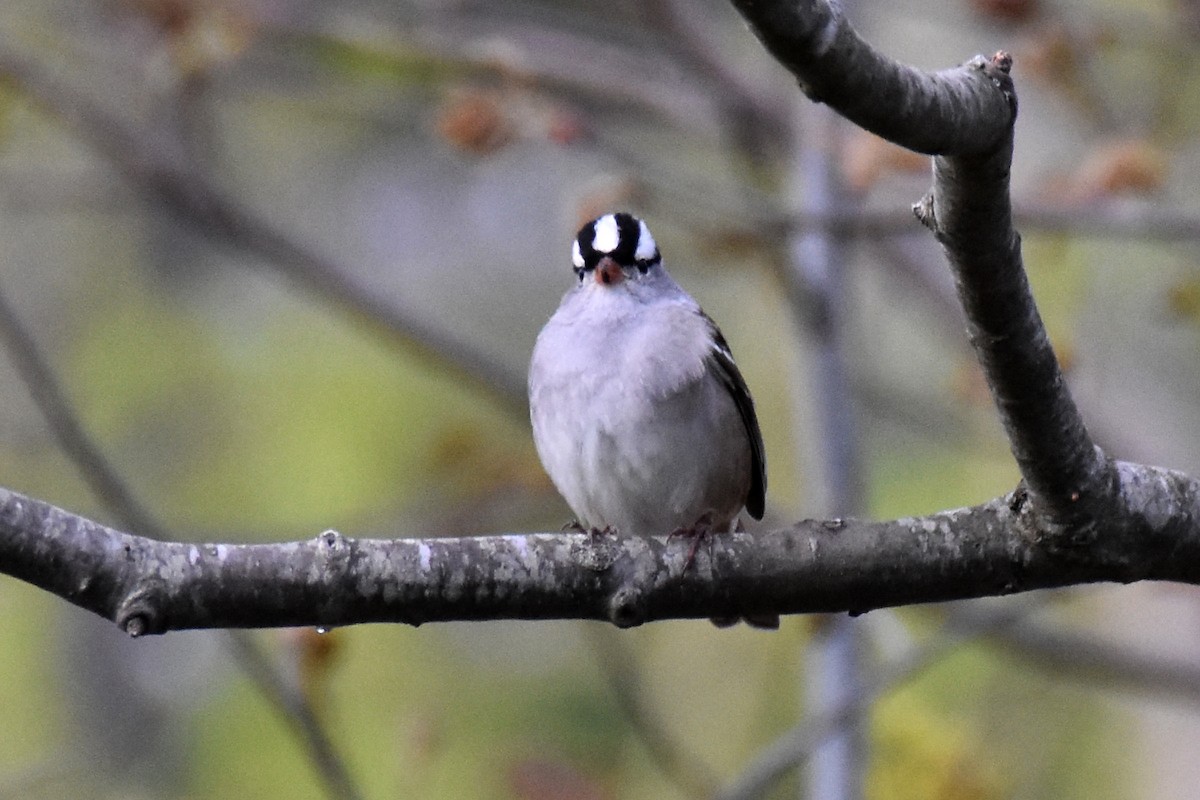 White-crowned Sparrow - Travis Pryor