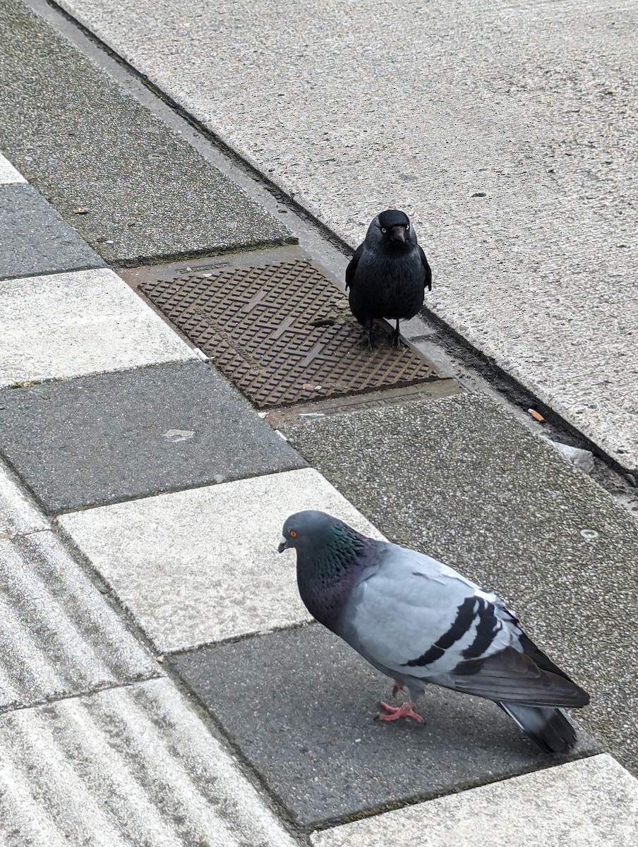 Rock Pigeon (Feral Pigeon) - ML619078274