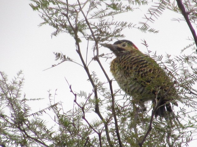 Green-barred Woodpecker - ML619078366