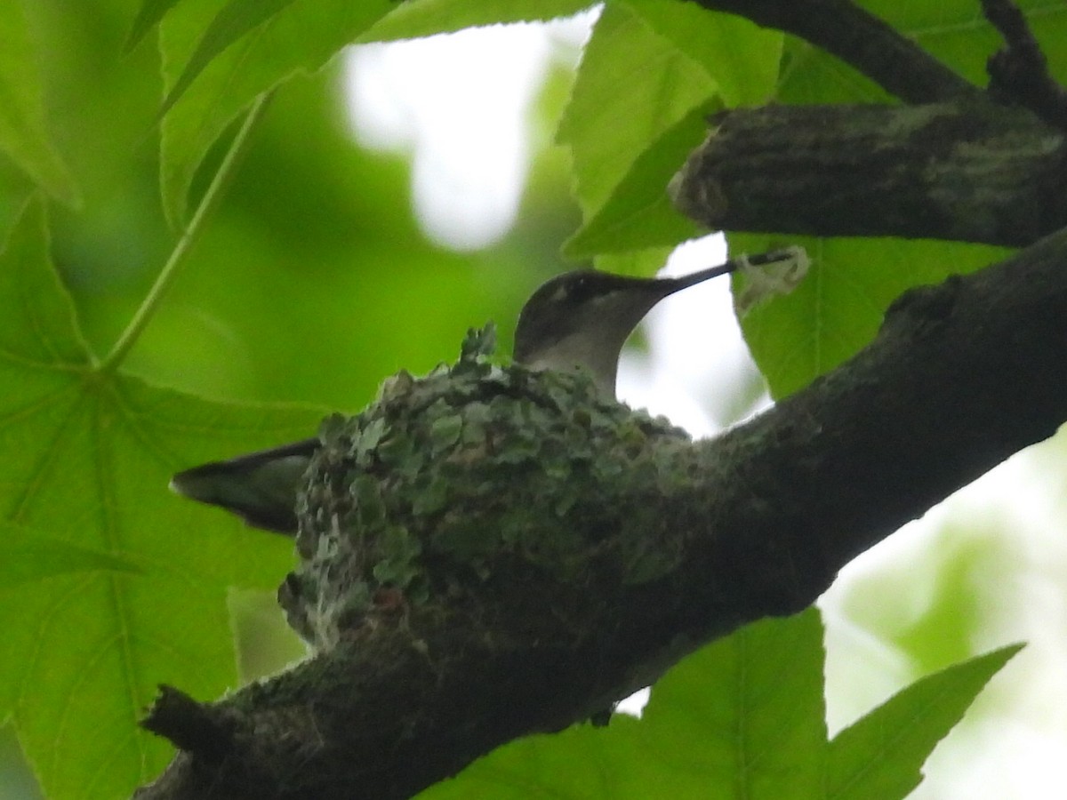 Ruby-throated Hummingbird - ML619078380