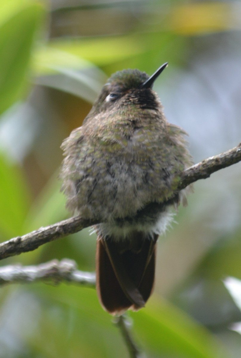 kolibřík dřišťálový - ML619078381