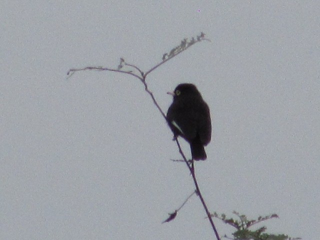 Spectacled Tyrant - ML619078404