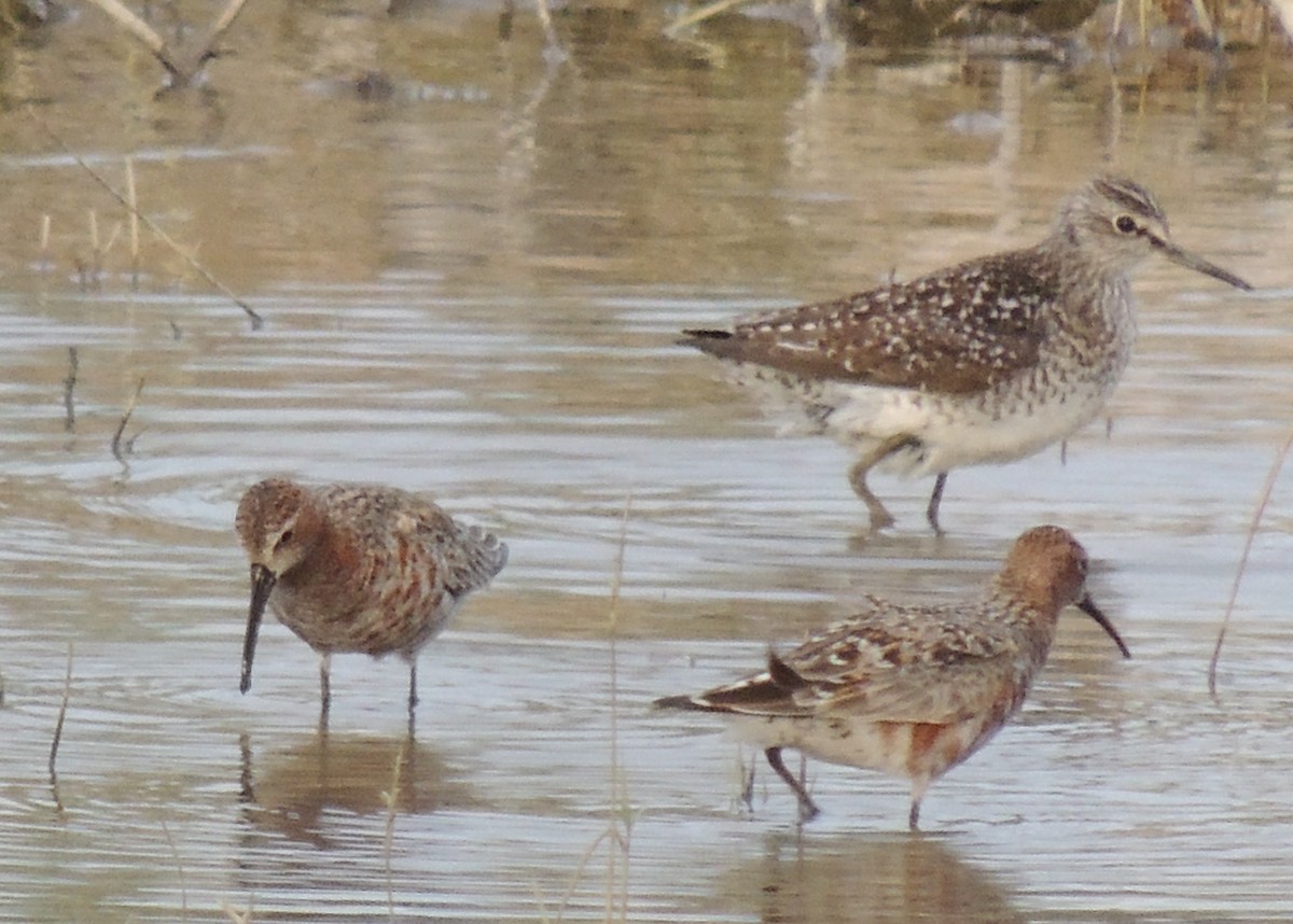 Curlew Sandpiper - Mark Easterbrook