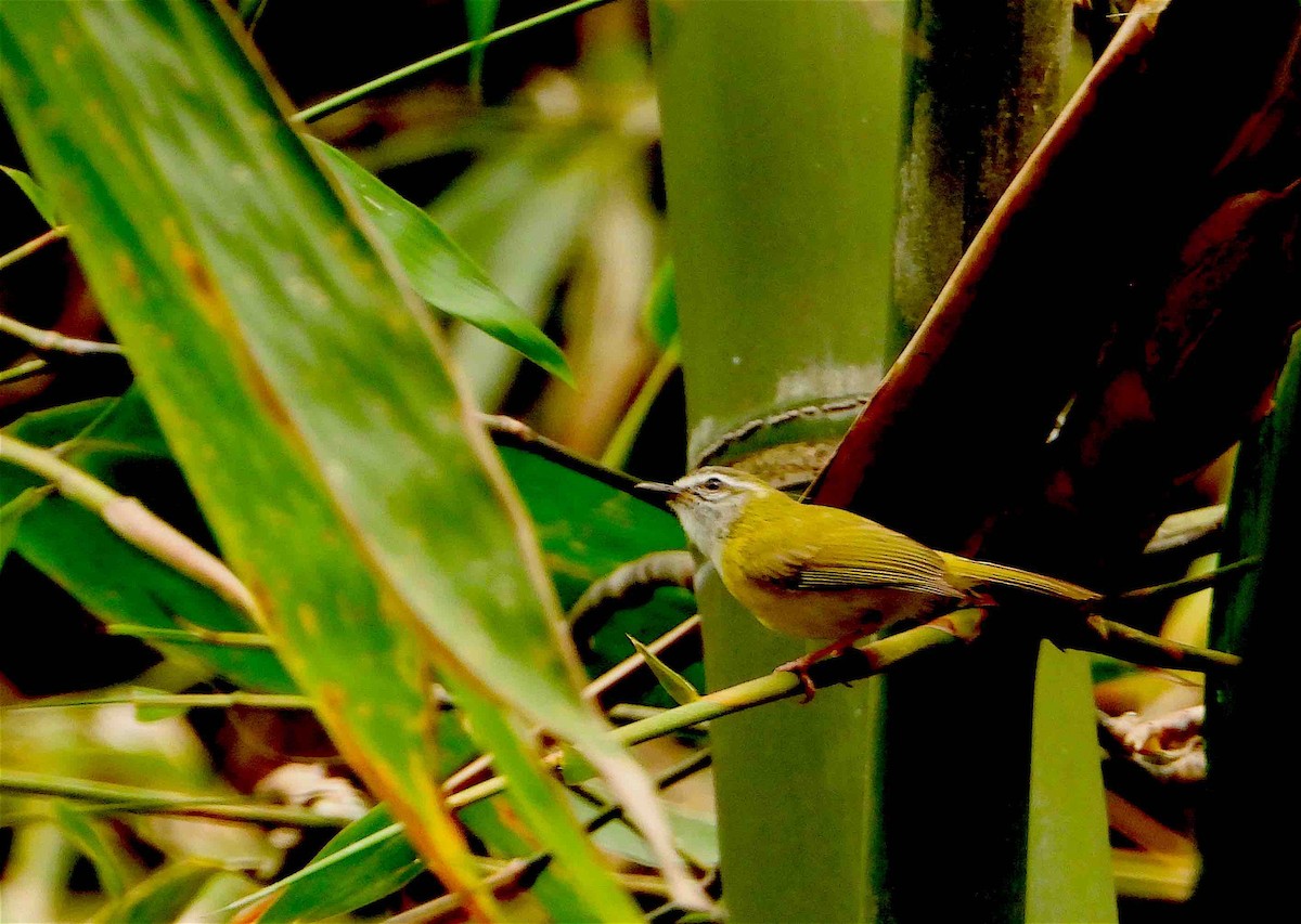 Yellow-bellied Warbler - Beena Menon