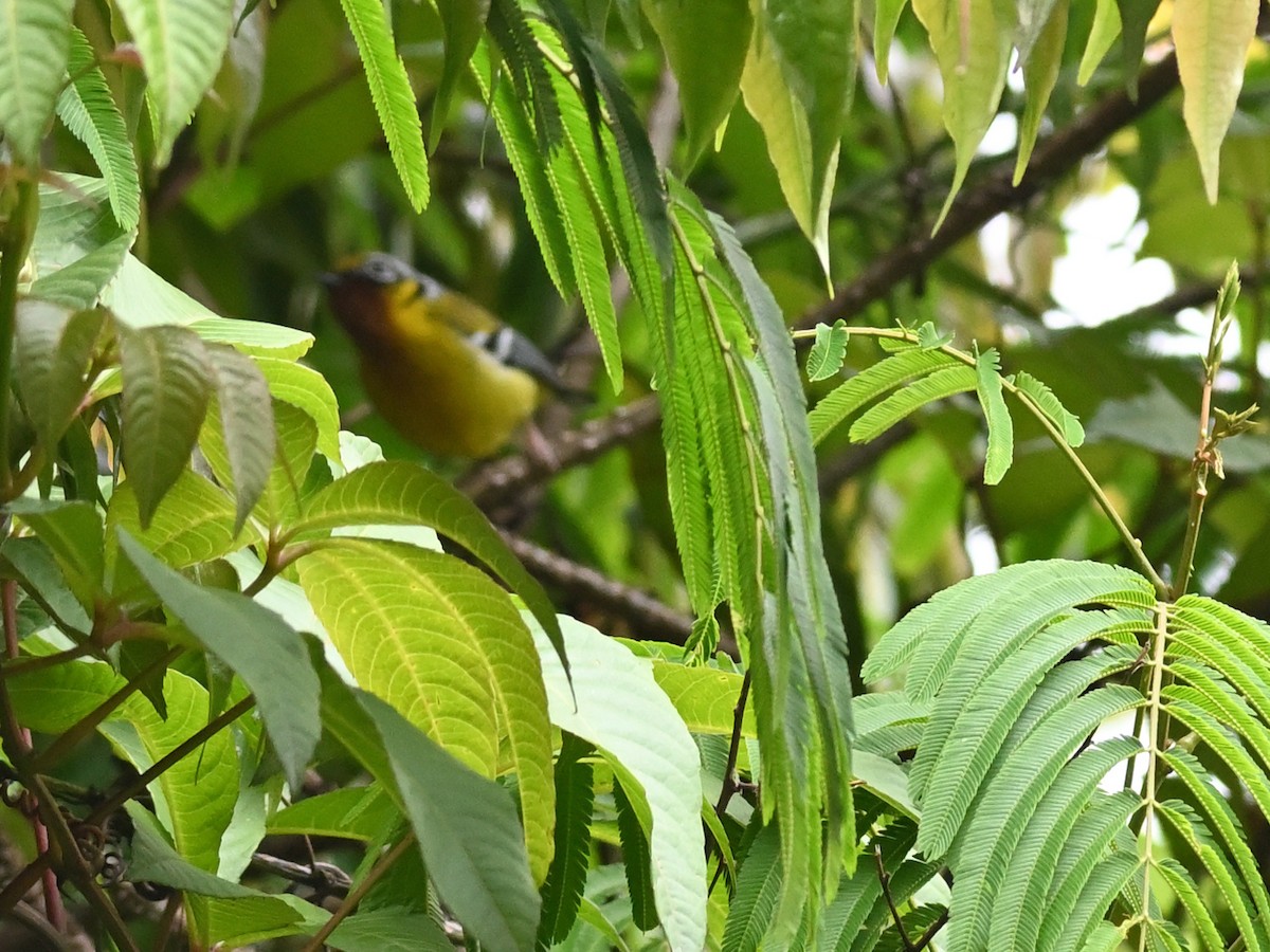Black-eared Shrike-Babbler - ML619078519