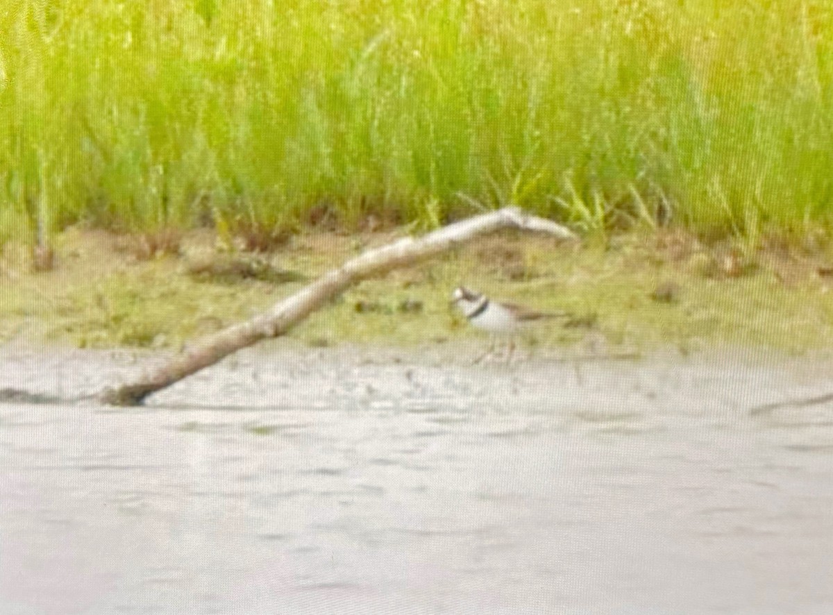Semipalmated Plover - ML619078550