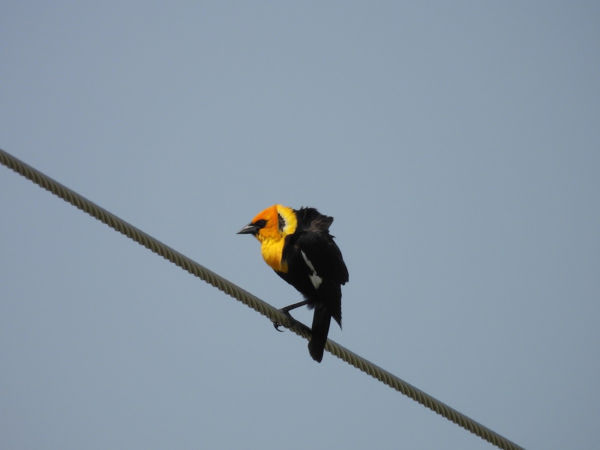 Yellow-headed Blackbird - ML619078552