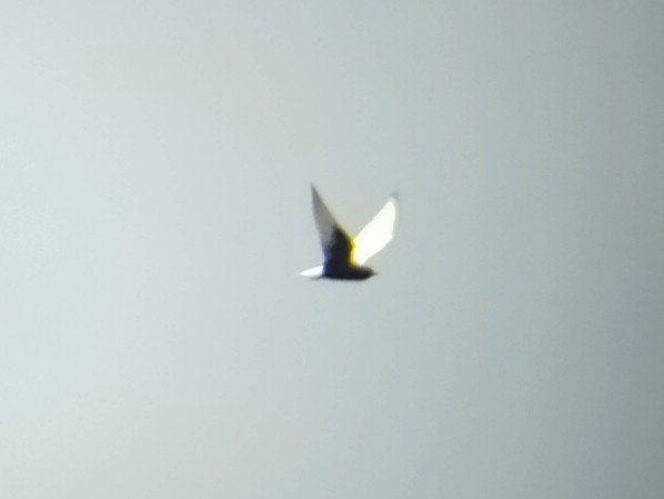 White-winged Tern - ML619078558
