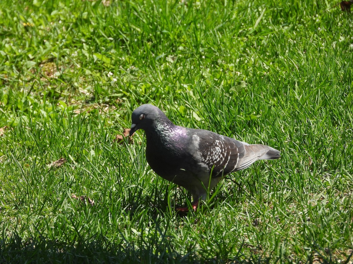Rock Pigeon (Feral Pigeon) - Daniel Coderre