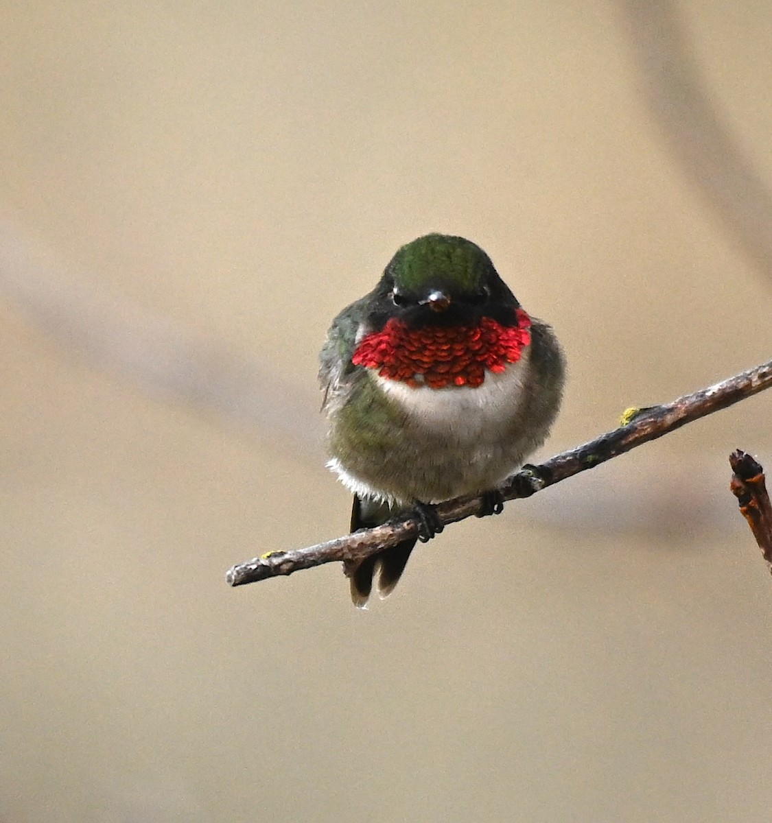 Ruby-throated Hummingbird - Damian Vraniak