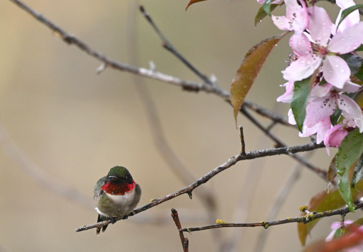 Ruby-throated Hummingbird - ML619078595