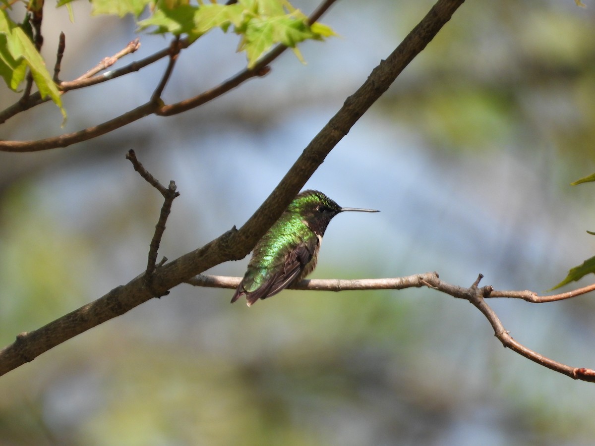 Ruby-throated Hummingbird - ML619078596