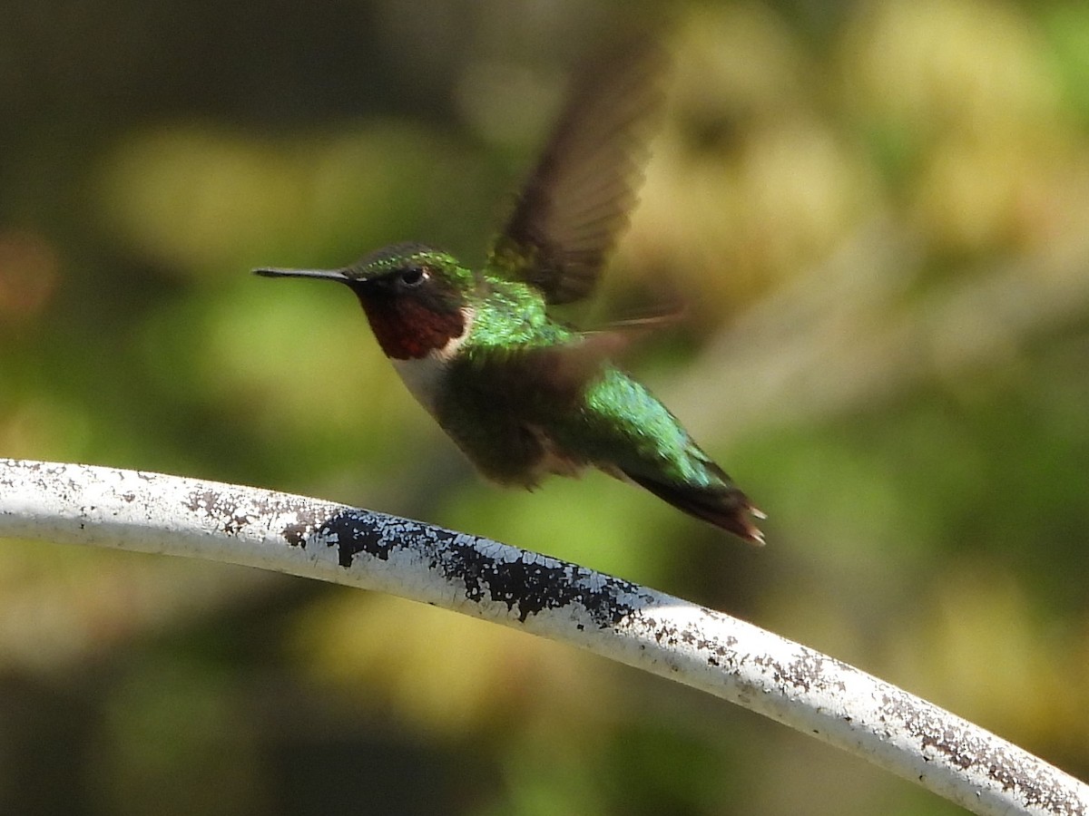 Ruby-throated Hummingbird - ML619078608