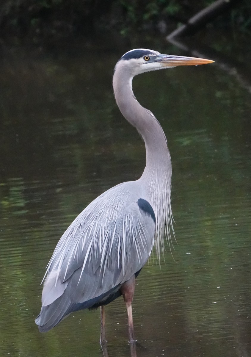 Great Blue Heron - B Maguire