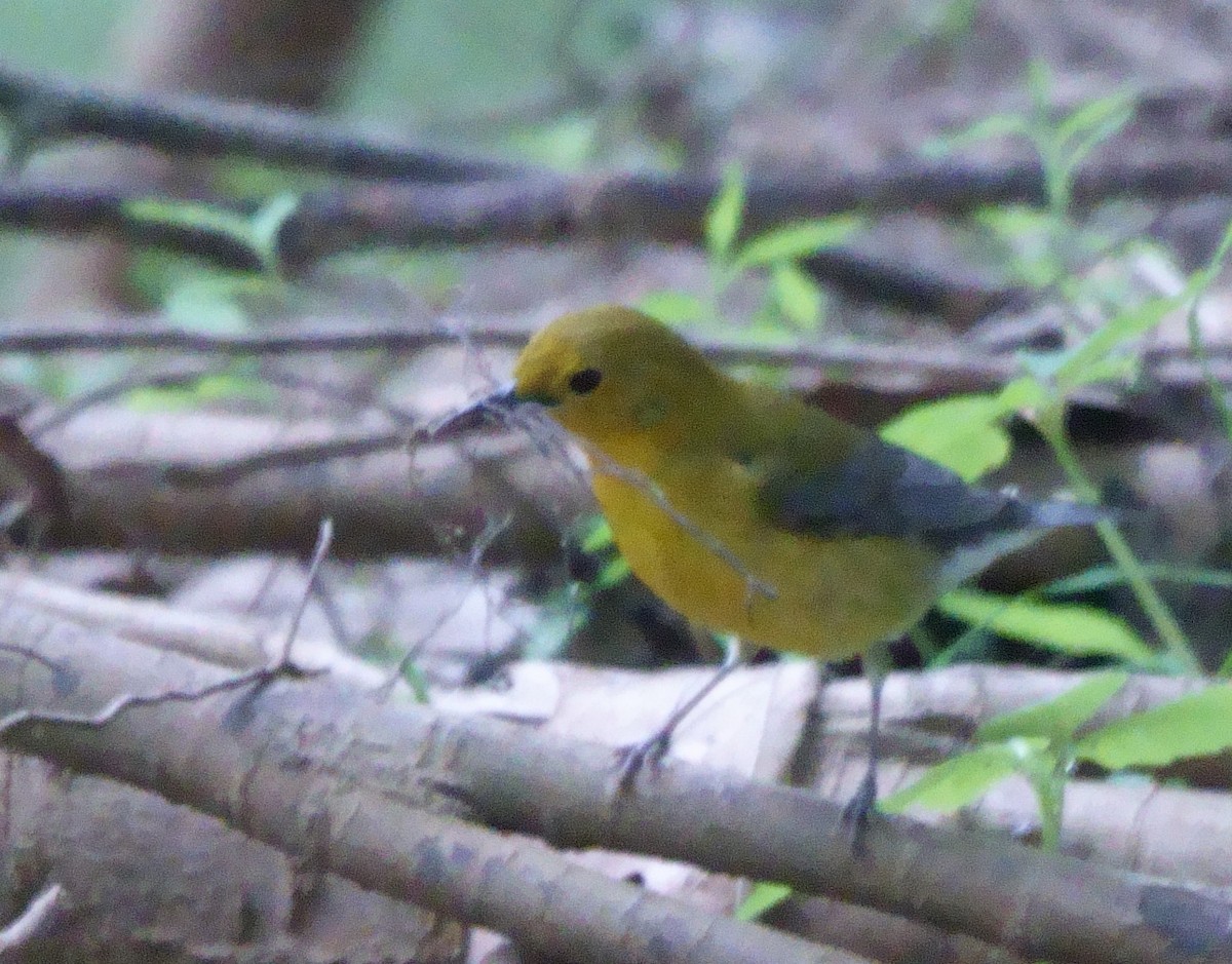 Prothonotary Warbler - ML619078647