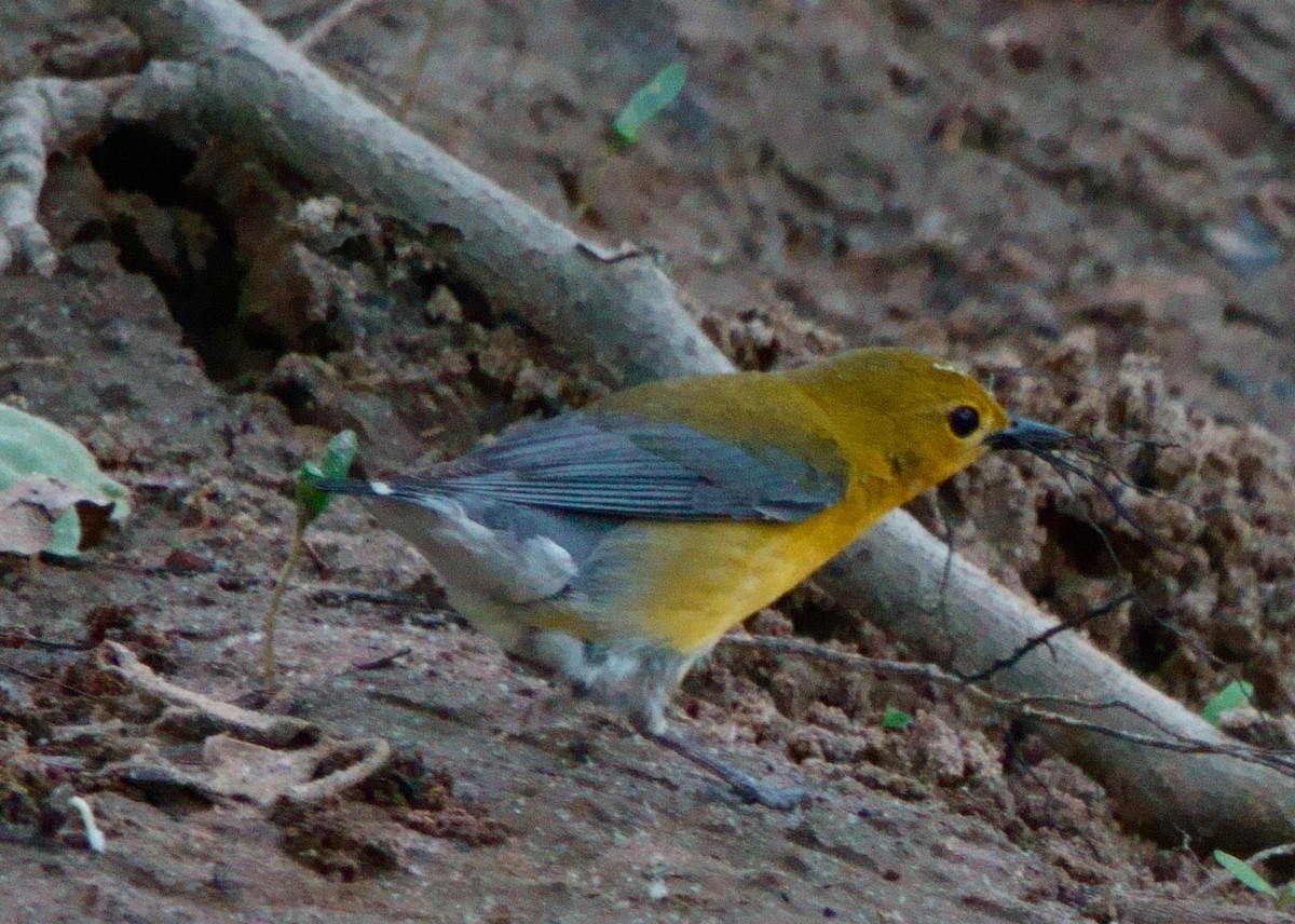 Prothonotary Warbler - ML619078650