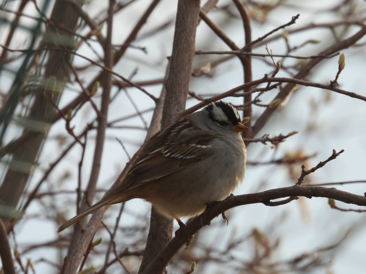 White-crowned Sparrow - ML619078665