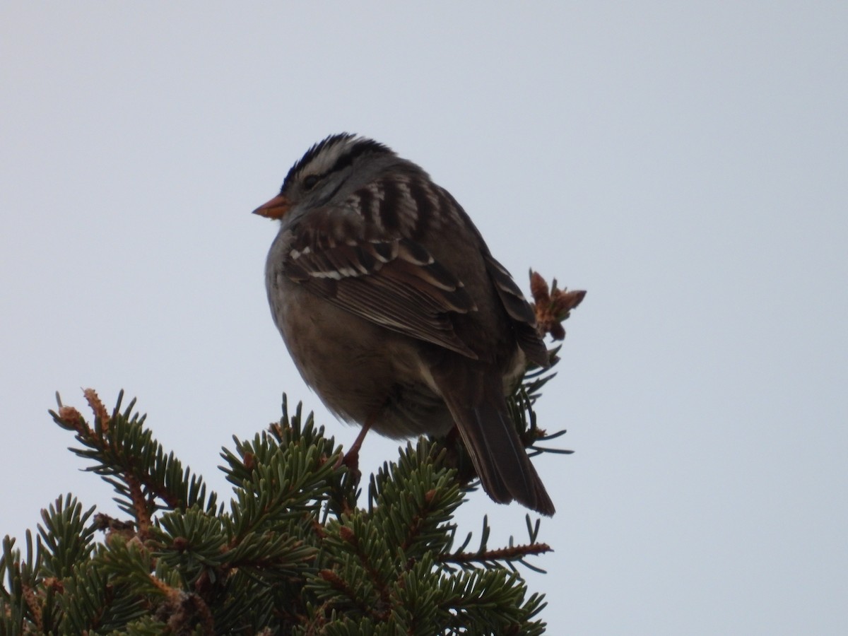 White-crowned Sparrow - ML619078666