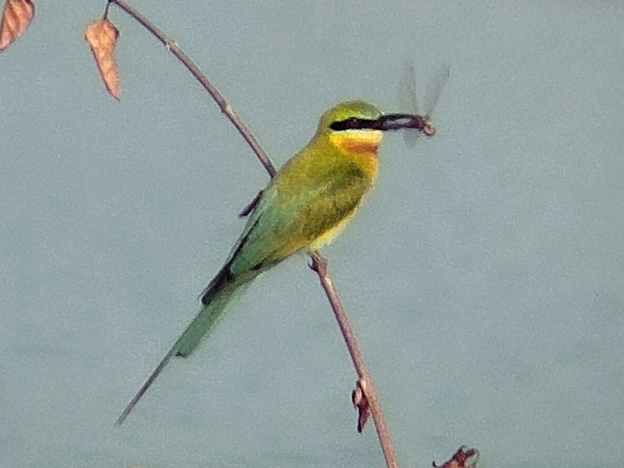 Blue-tailed Bee-eater - ML619078681