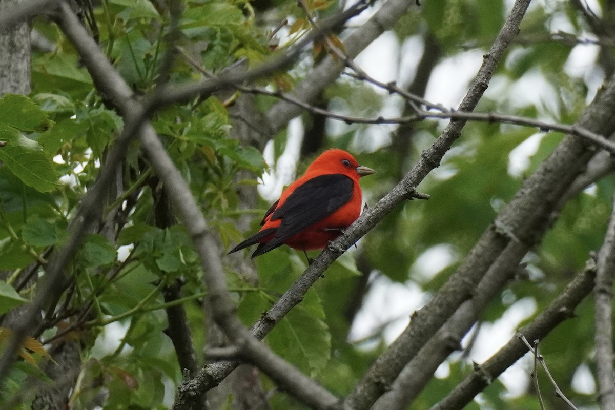 Scarlet Tanager - ML619078687