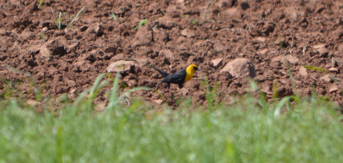 Yellow-headed Blackbird - ML619078733