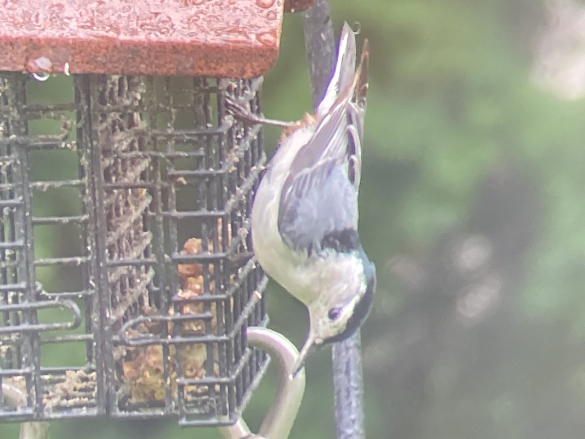 White-breasted Nuthatch - ML619078743