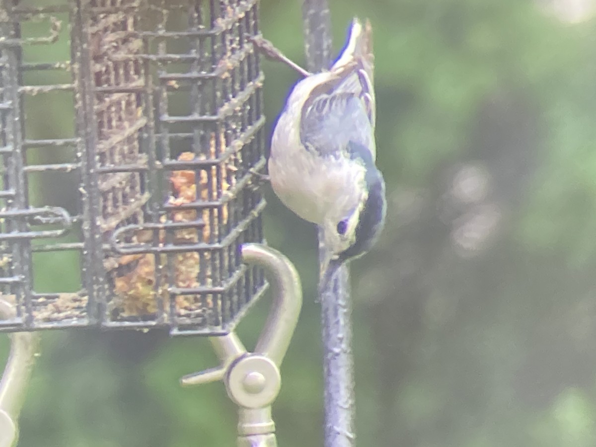 White-breasted Nuthatch - ML619078744