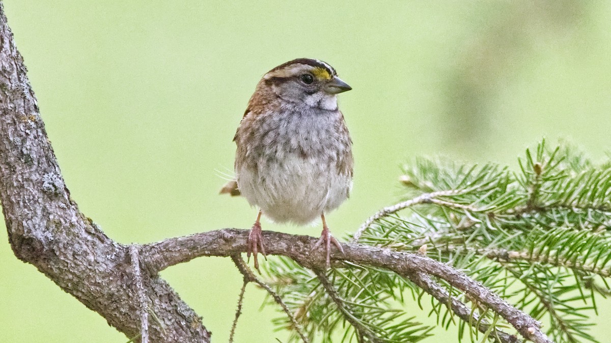 White-throated Sparrow - Joel Weatherly